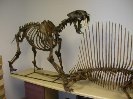 Model Saber Toothed Cat